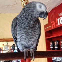 A parrot in-front of the IT! Range at The Barber Shop Group